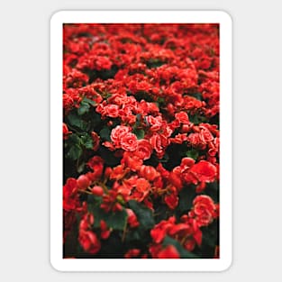 flowers Sticker